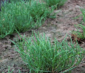 Proyecto FIA Salicornia Proyecto FIA Salicornia