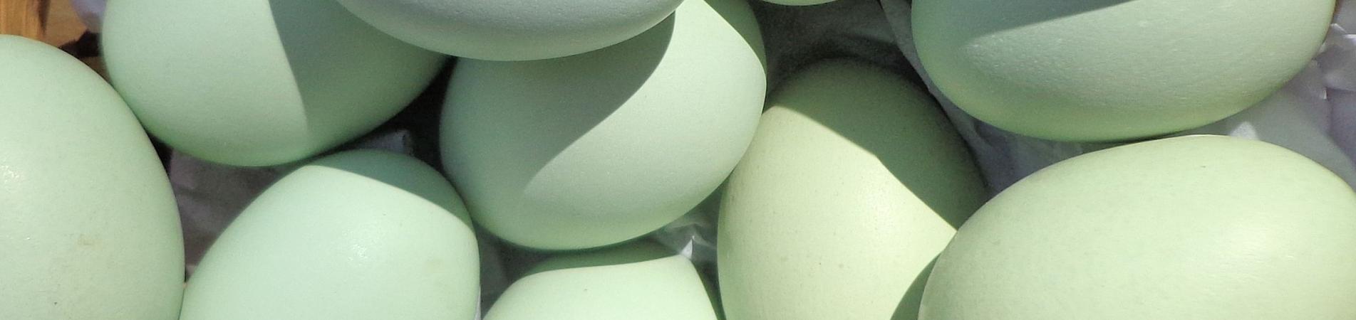 Proyecto FIA Huevos Azules