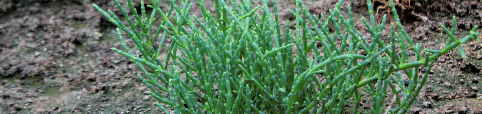 Proyecto Salicornia